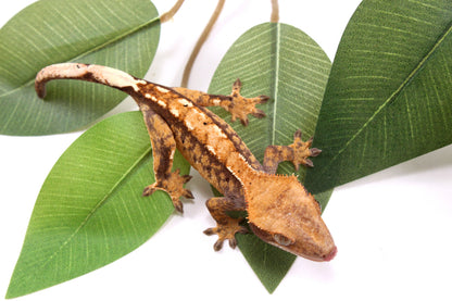 Tricolor Crested Gecko