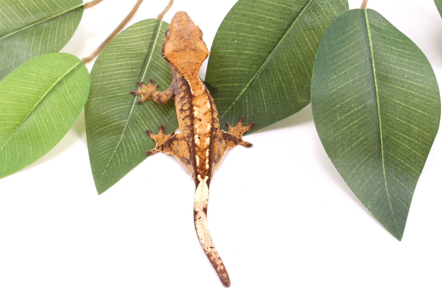 Tricolor Crested Gecko