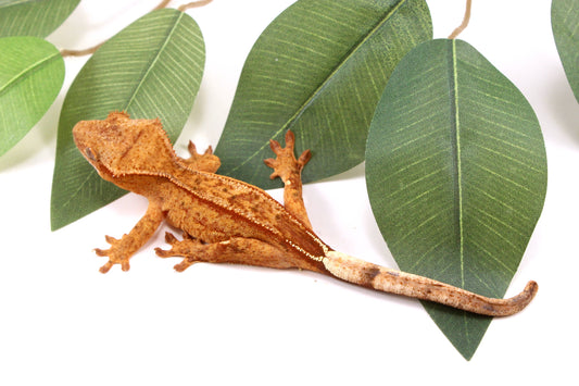 Phantom Yellow Reverse Stripe Crested Gecko