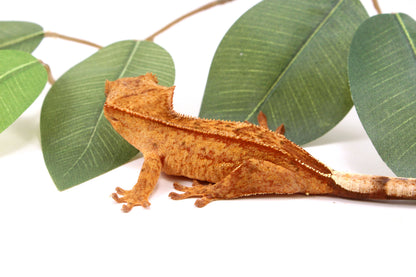 Phantom Yellow Reverse Stripe Crested Gecko