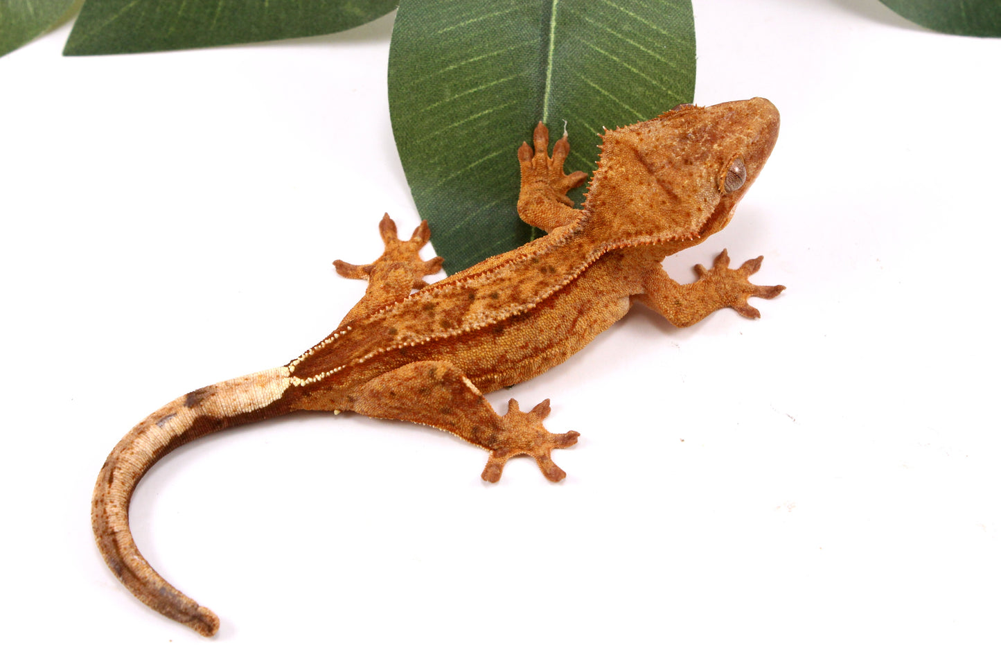 Phantom Yellow Reverse Stripe Crested Gecko