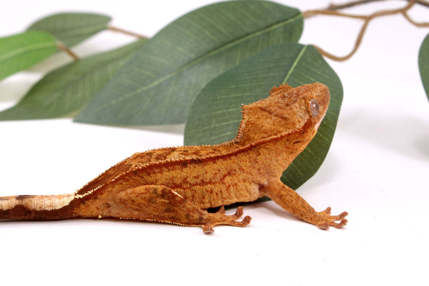 Phantom Yellow Reverse Stripe Crested Gecko
