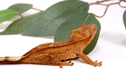 Phantom Yellow Reverse Stripe Crested Gecko