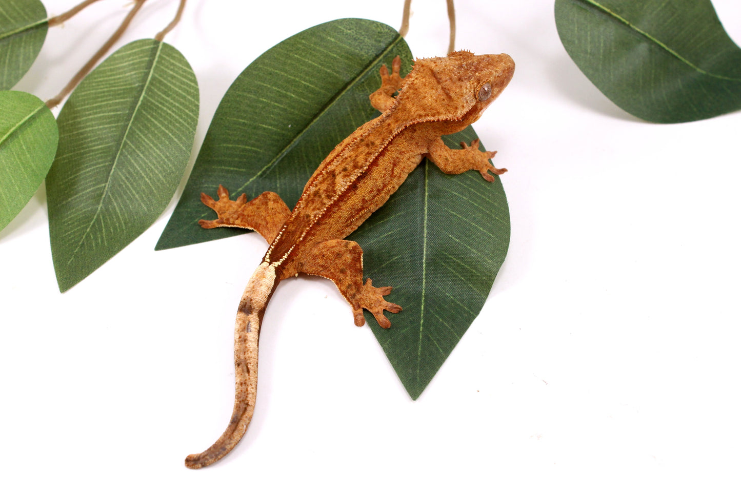 Phantom Yellow Reverse Stripe Crested Gecko