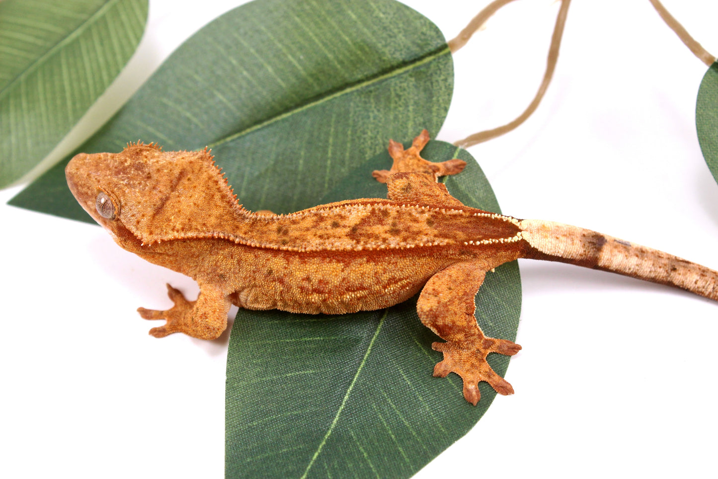 Phantom Yellow Reverse Stripe Crested Gecko