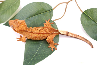 Phantom Yellow Reverse Stripe Crested Gecko