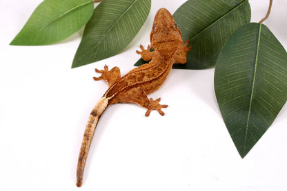 Phantom Yellow Reverse Stripe Crested Gecko