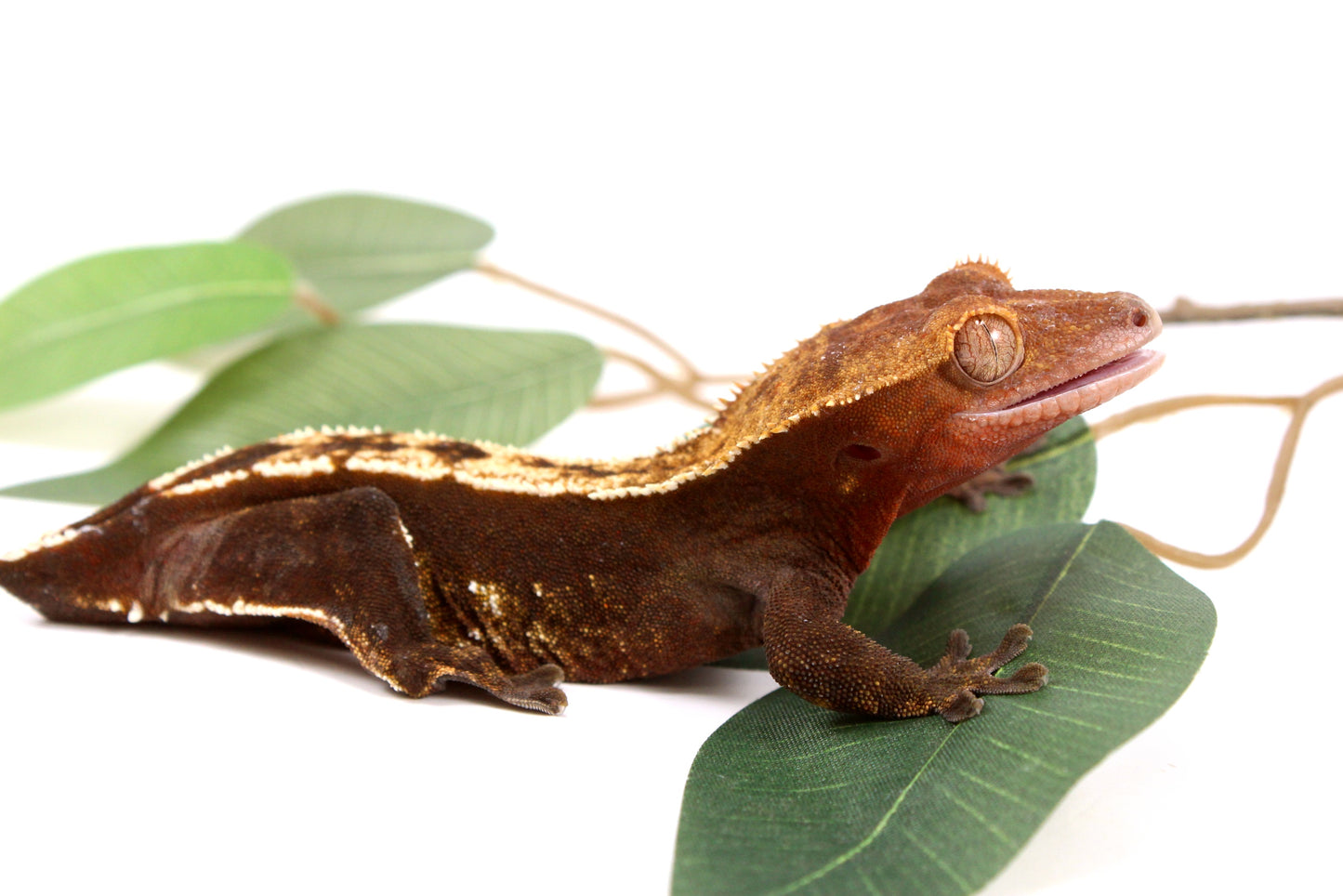 Chocolate Partial Pinstripe Crested Gecko - Tailess