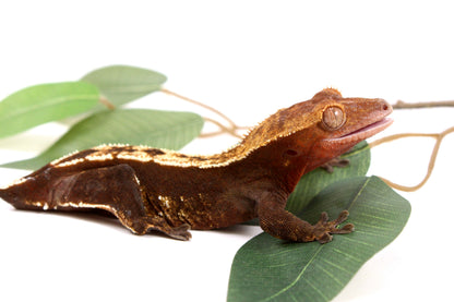 Chocolate Partial Pinstripe Crested Gecko - Tailess