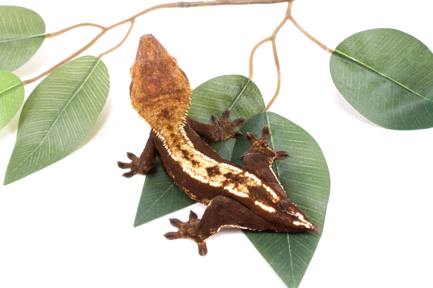 Chocolate Partial Pinstripe Crested Gecko - Tailess