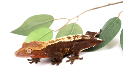 Chocolate Partial Pinstripe Crested Gecko - Tailess