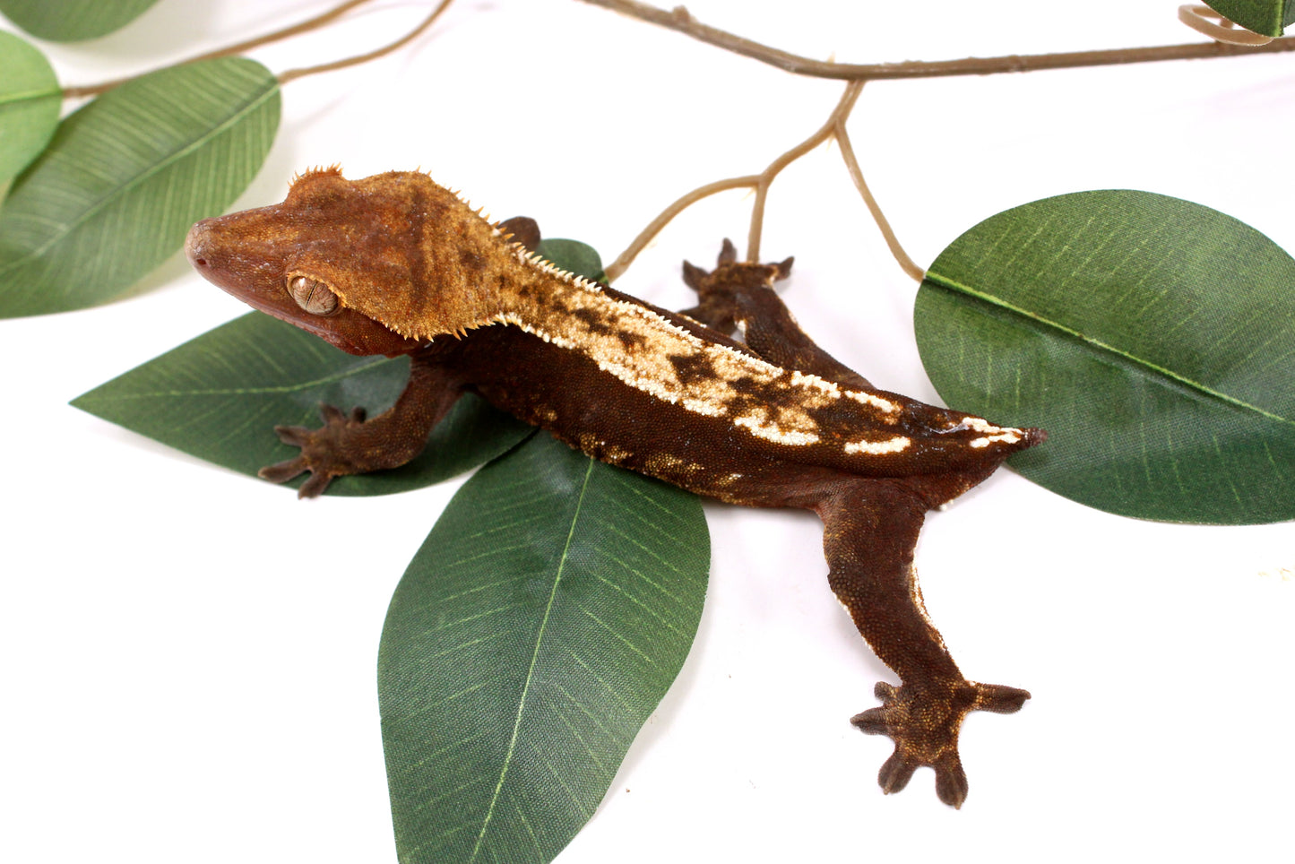 Chocolate Partial Pinstripe Crested Gecko - Tailess