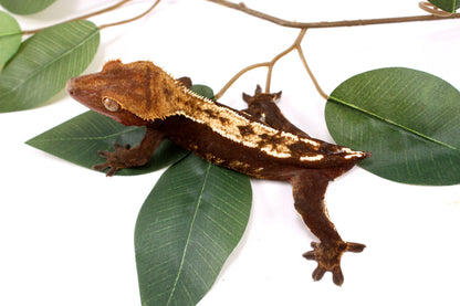 Chocolate Partial Pinstripe Crested Gecko - Tailess