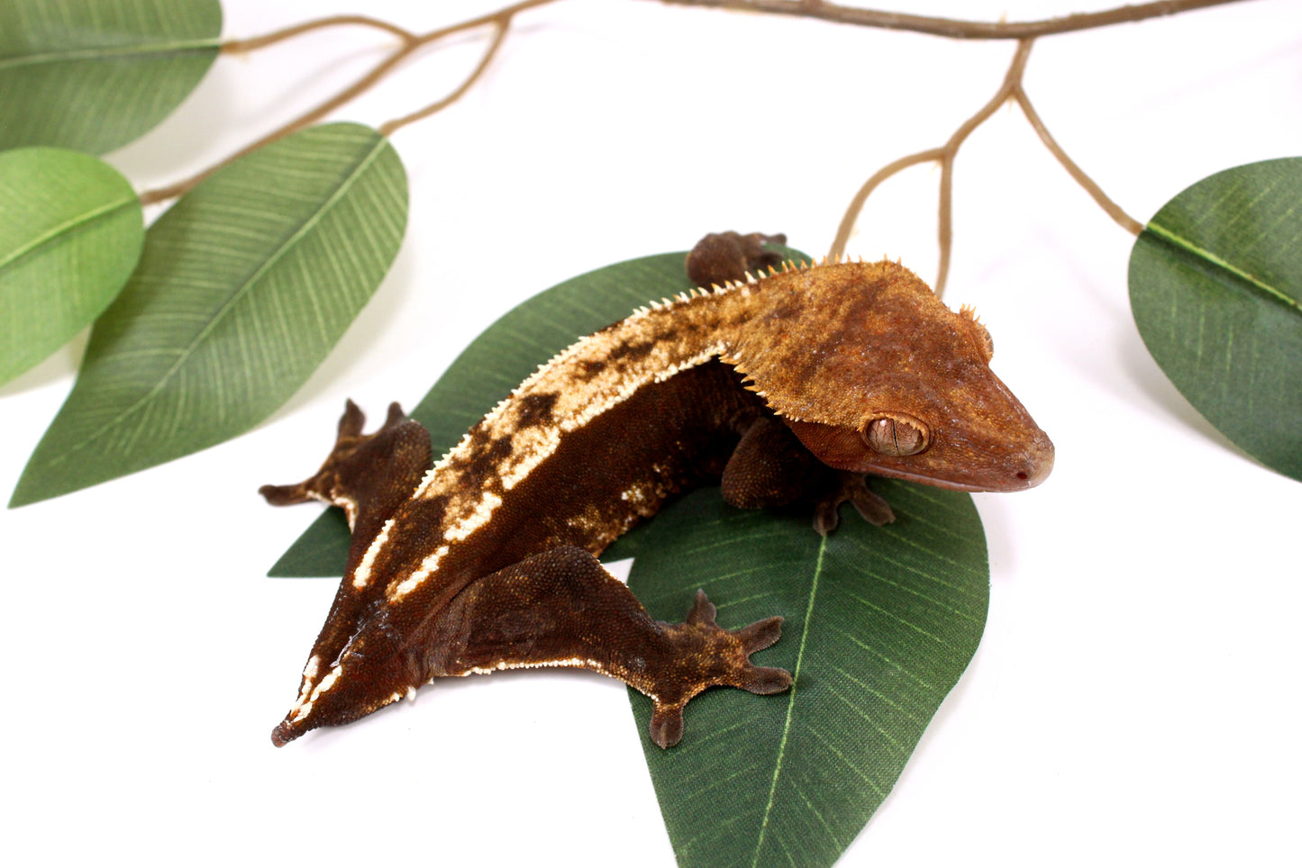 Chocolate Partial Pinstripe Crested Gecko - Tailess