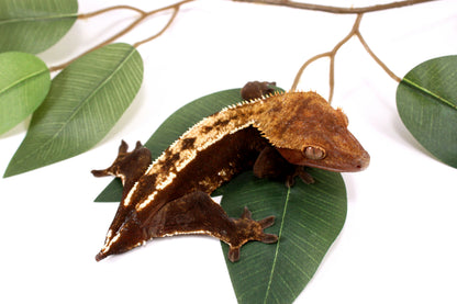 Chocolate Partial Pinstripe Crested Gecko - Tailess