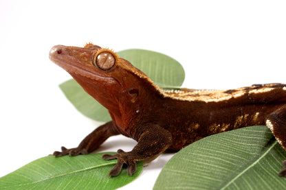 Chocolate Partial Pinstripe Crested Gecko - Tailess