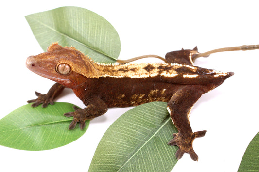 Chocolate Partial Pinstripe Crested Gecko - Tailess