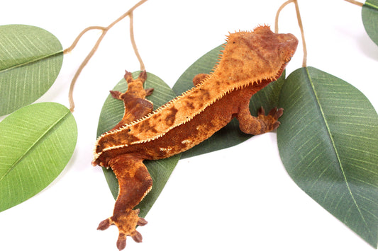 Red Harlequin - Tailess Imperfect