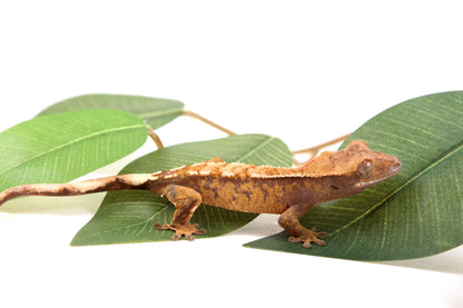 Tricolor Reverse Pinstripe Crested Gecko
