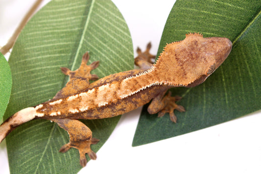 Tricolor Reverse Pinstripe Crested Gecko