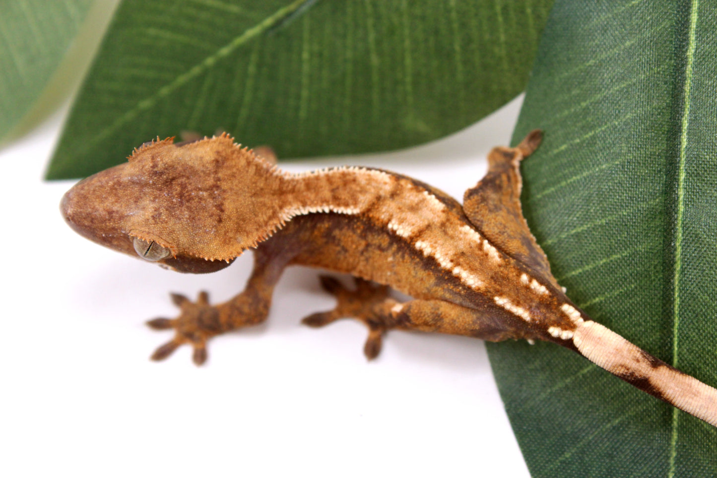 Tricolor Reverse Pinstripe Crested Gecko