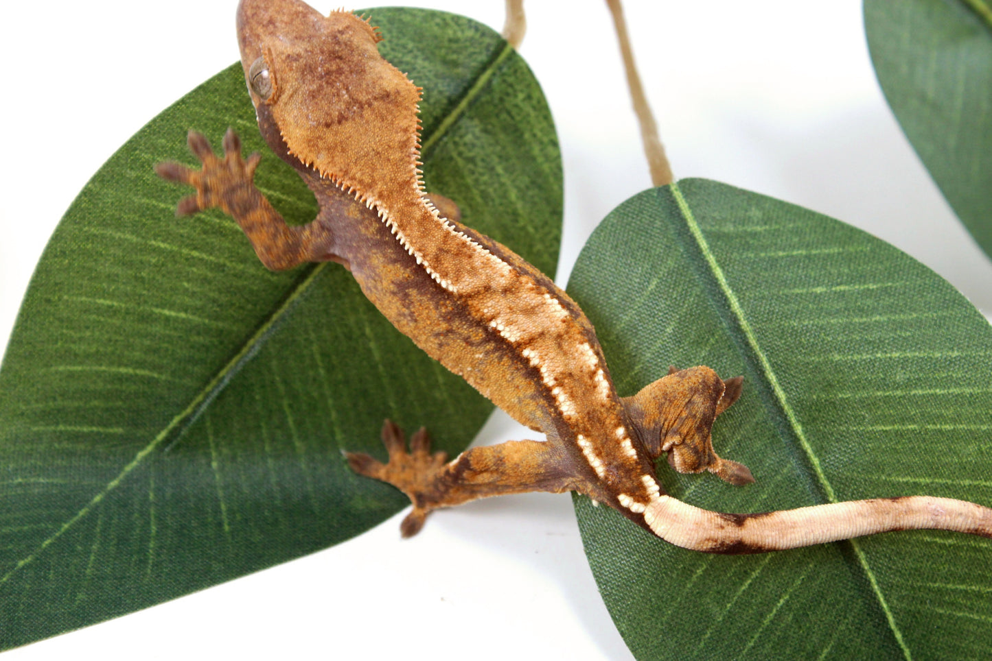 Tricolor Reverse Pinstripe Crested Gecko