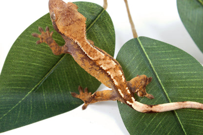 Tricolor Reverse Pinstripe Crested Gecko