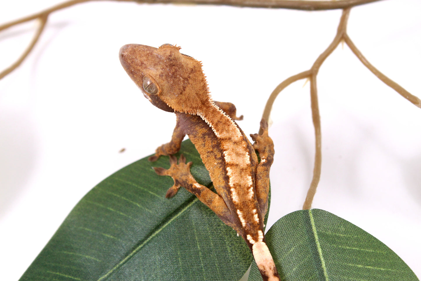 Tricolor Reverse Pinstripe Crested Gecko