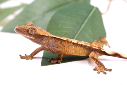 Tricolor Reverse Pinstripe Crested Gecko