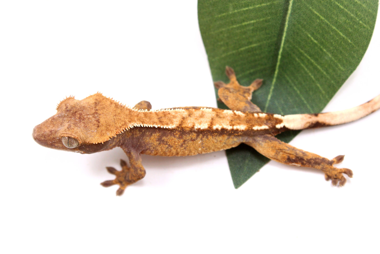 Tricolor Reverse Pinstripe Crested Gecko