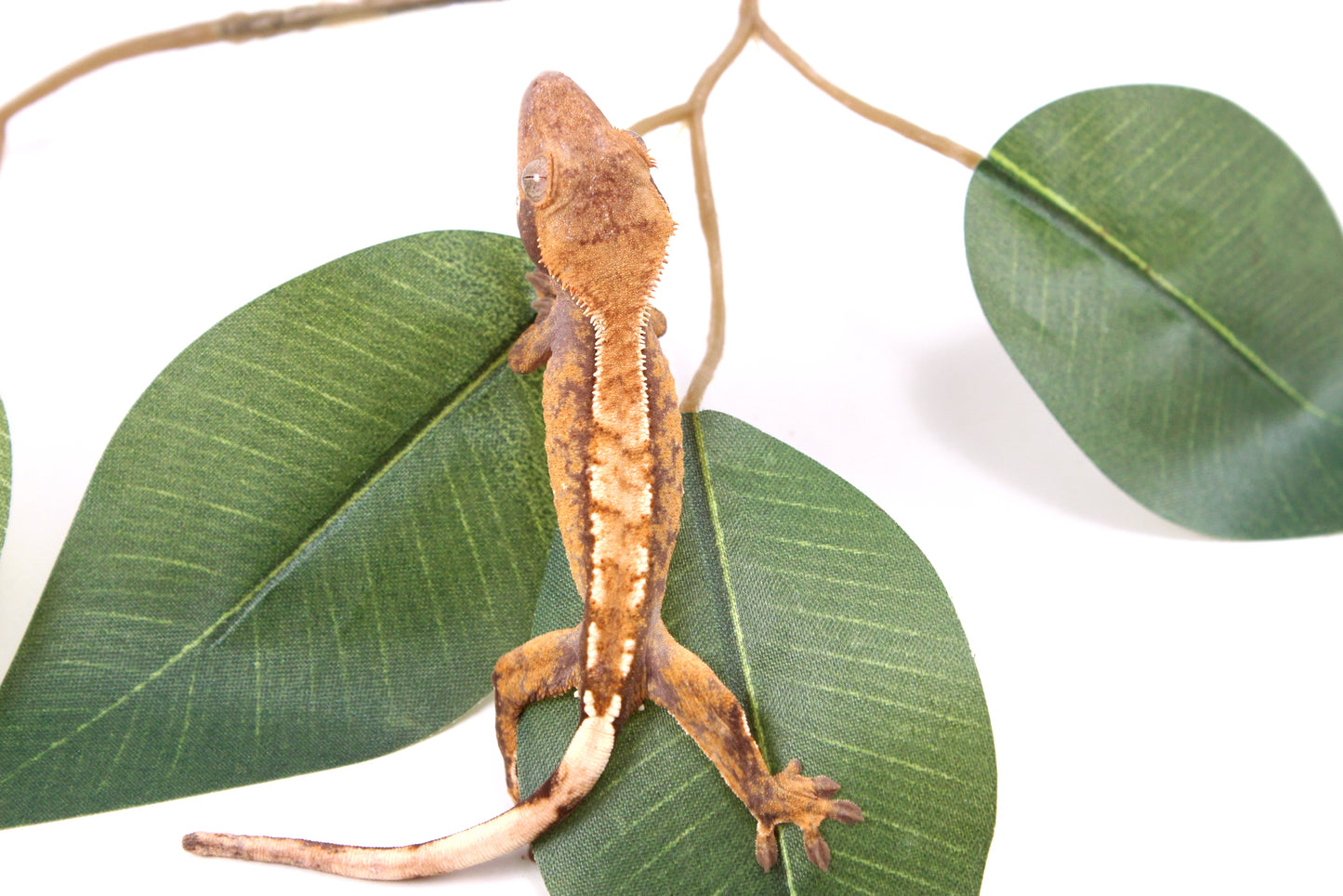 Tricolor Reverse Pinstripe Crested Gecko