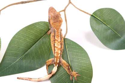 Tricolor Reverse Pinstripe Crested Gecko