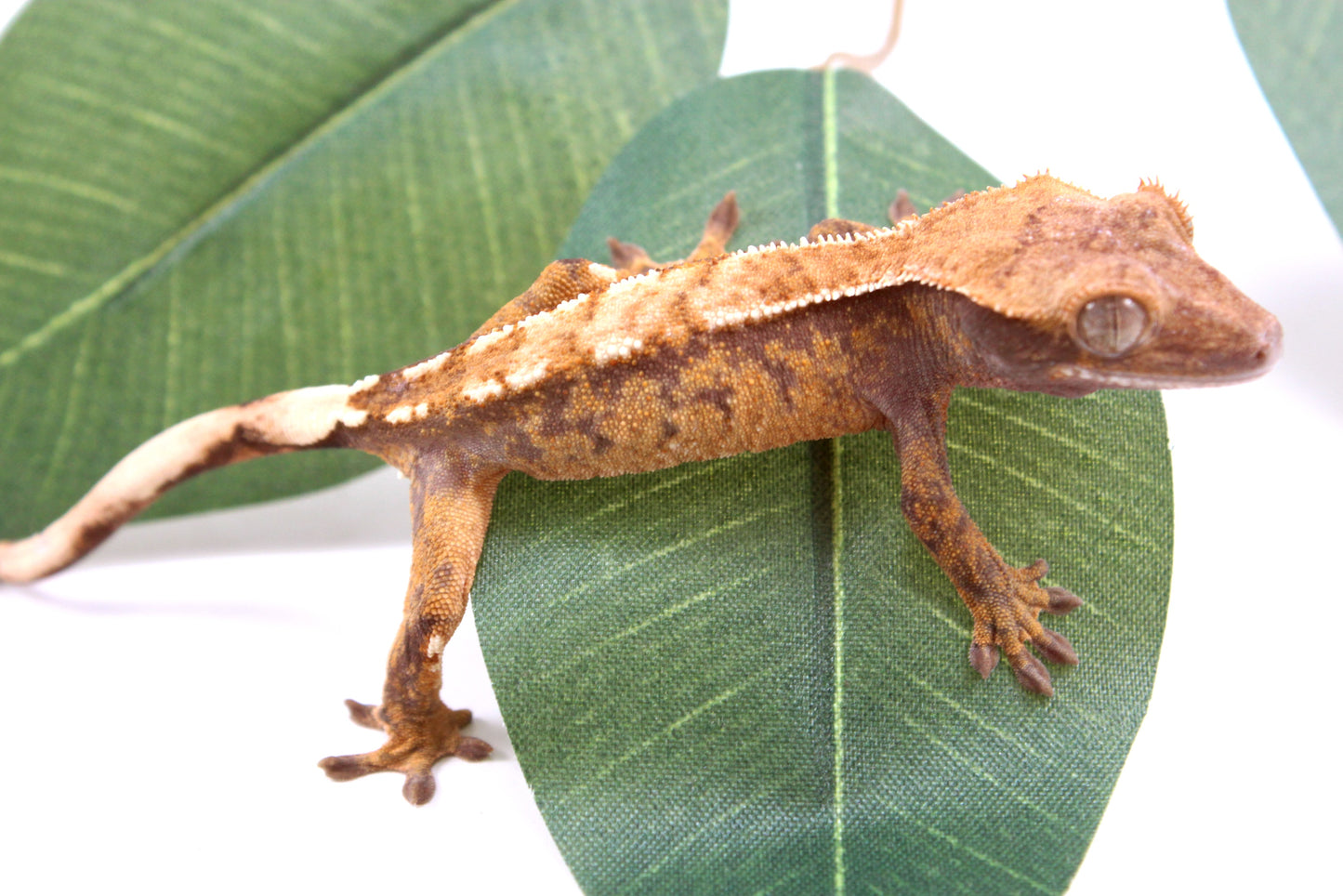 Tricolor Reverse Pinstripe Crested Gecko