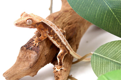 Lily White Crested Gecko