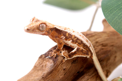 Lily White Crested Gecko