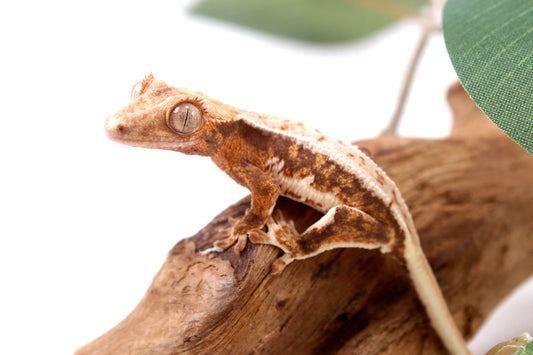 Lily White Crested Gecko