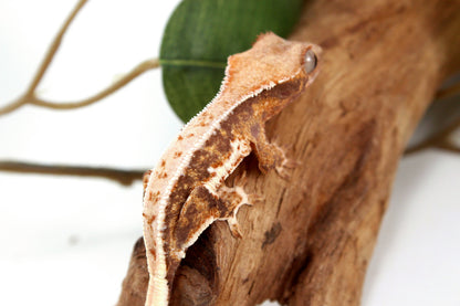 Lily White Crested Gecko