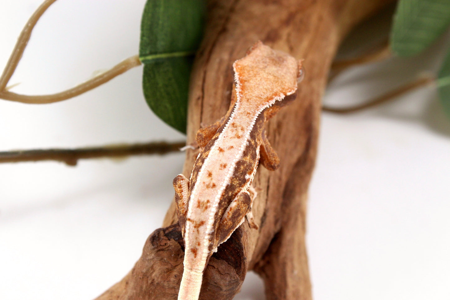 Lily White Crested Gecko