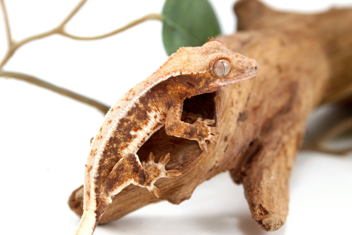 Lily White Crested Gecko