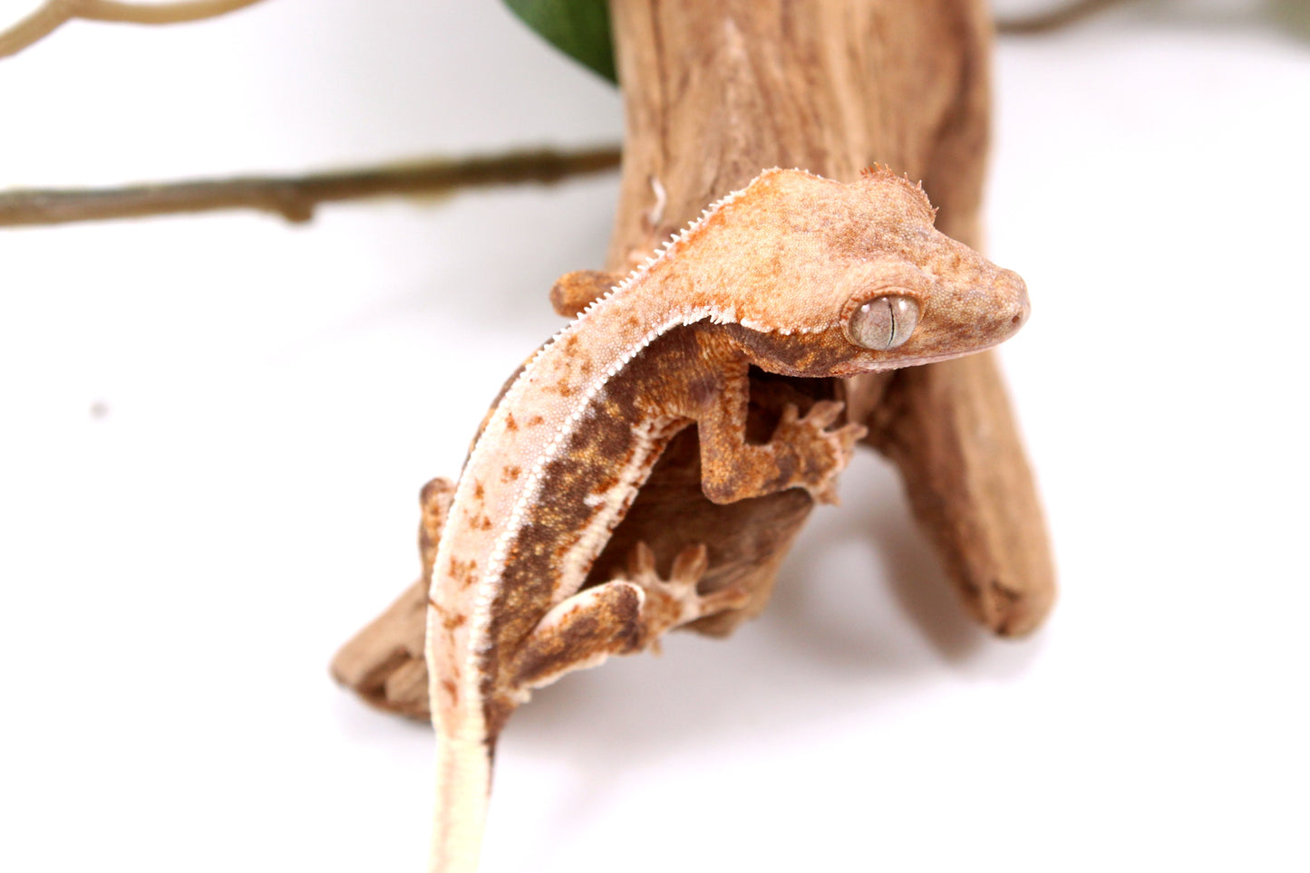 Lily White Crested Gecko