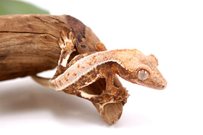 Lily White Crested Gecko