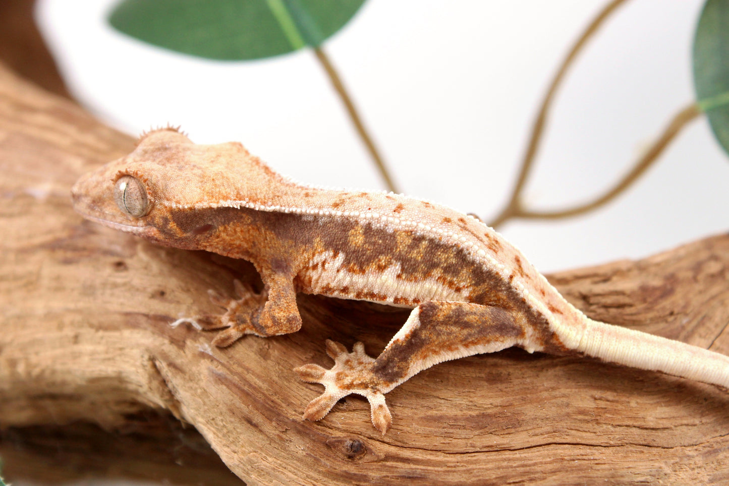 Lily White Crested Gecko