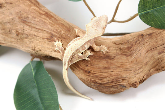 Lily White Crested Gecko