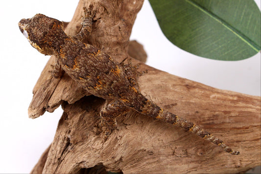 Orange Reticulated Gargoyle Gecko