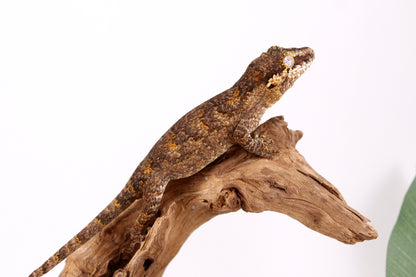 Orange Reticulated Gargoyle Gecko