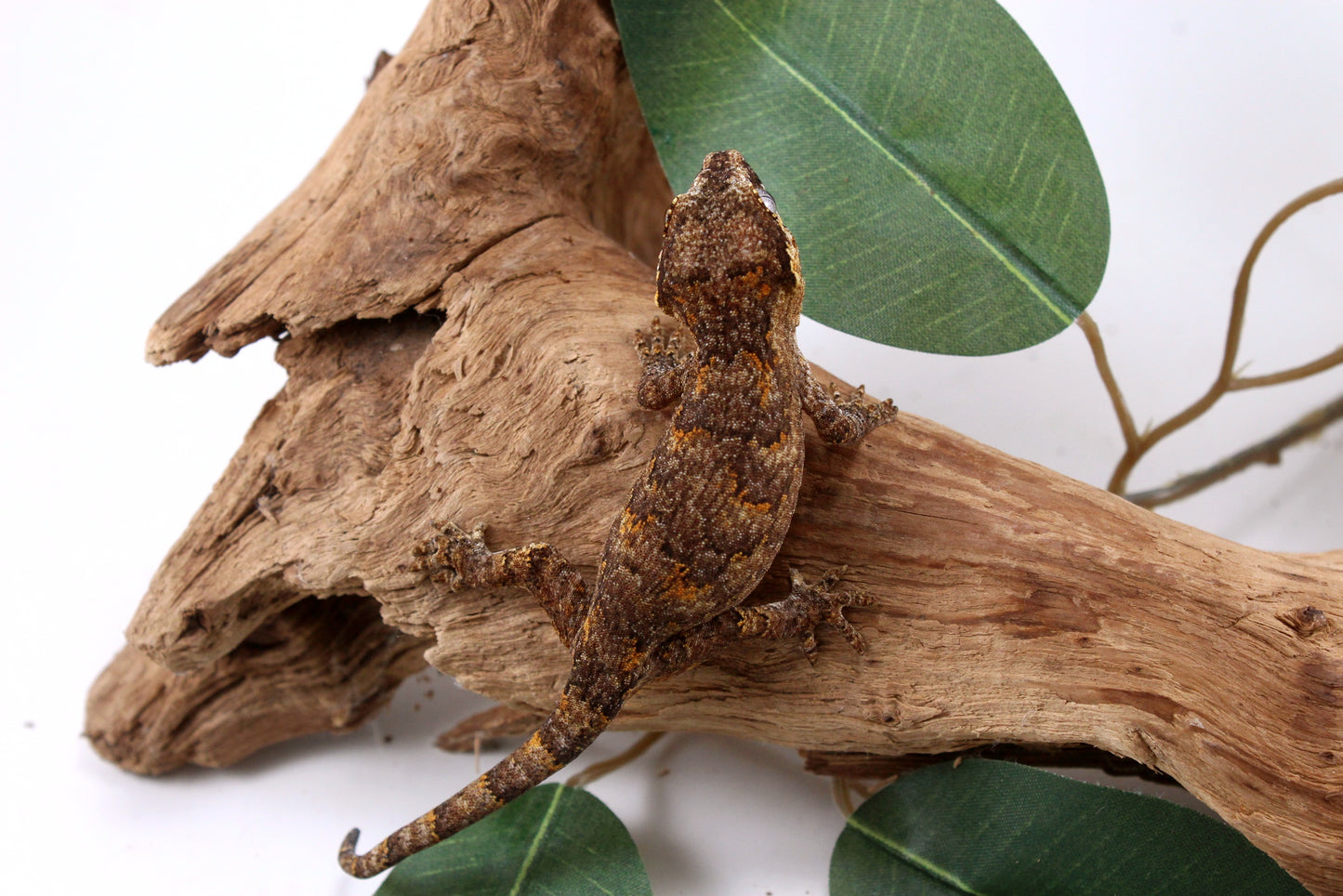 Orange Reticulated Gargoyle Gecko