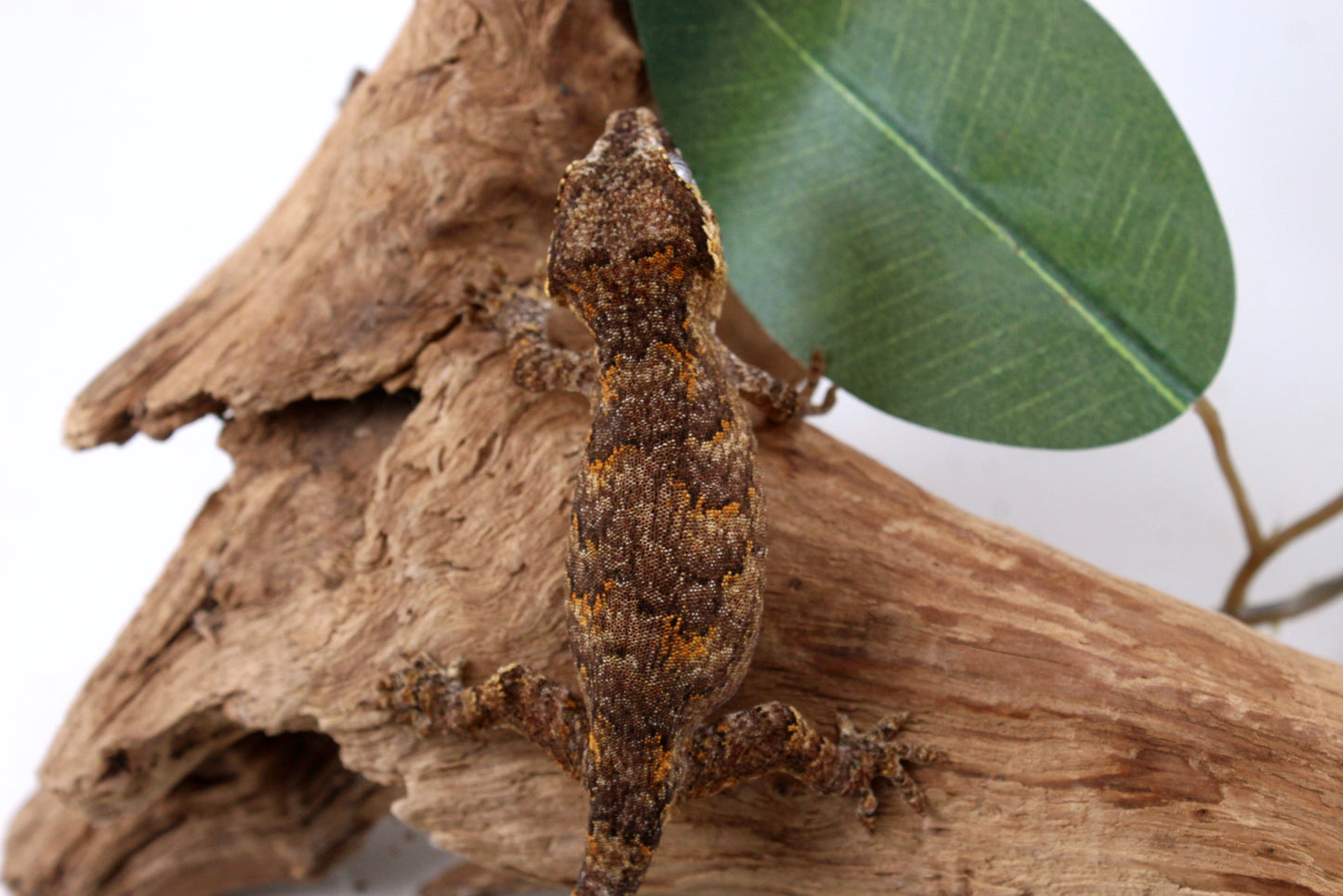 Orange Reticulated Gargoyle Gecko