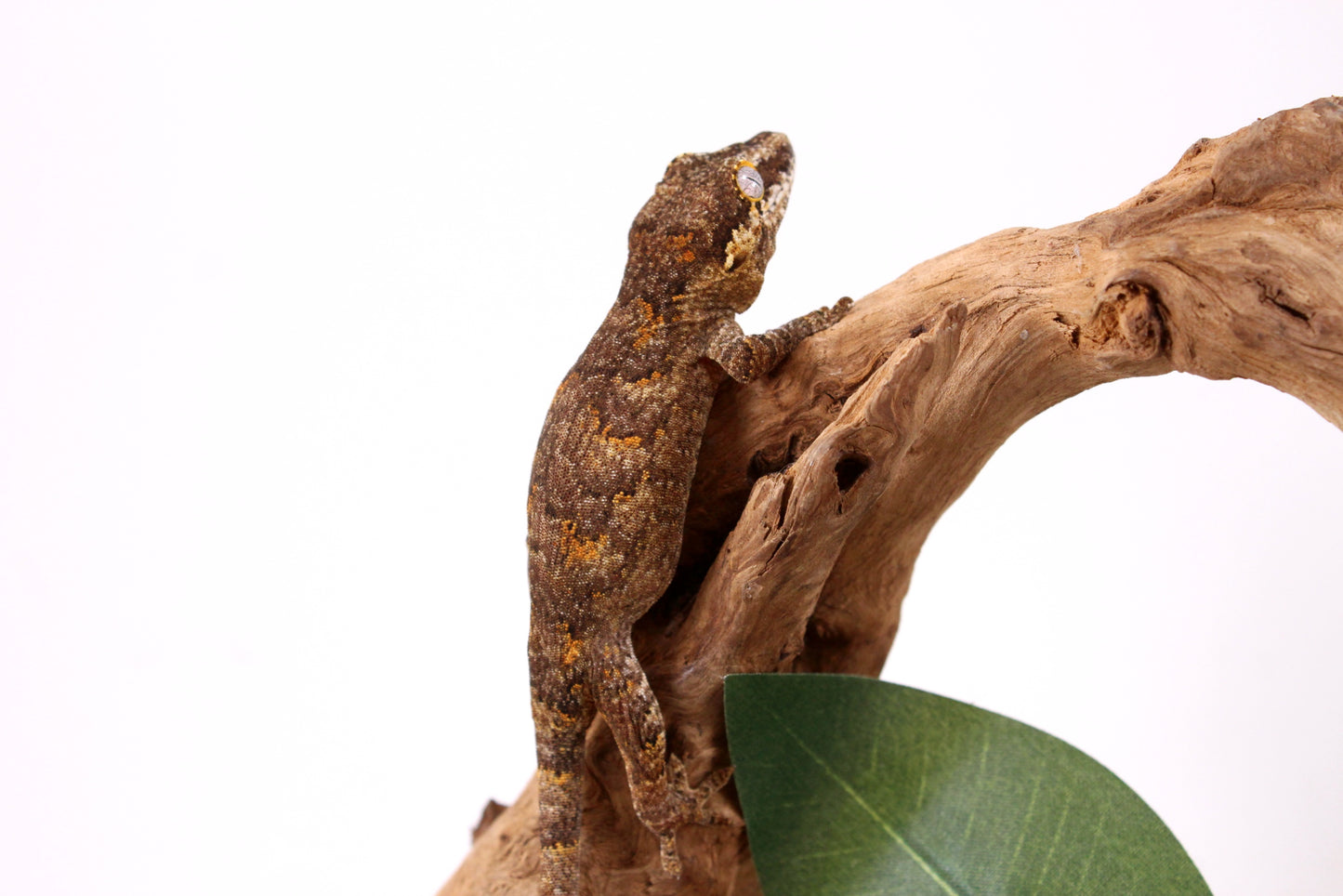 Orange Reticulated Gargoyle Gecko