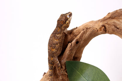 Orange Reticulated Gargoyle Gecko