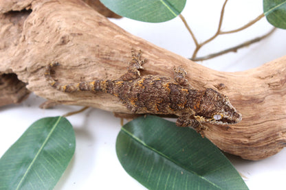 Orange Reticulated Gargoyle Gecko